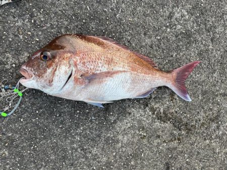 久しぶりのショア真鯛