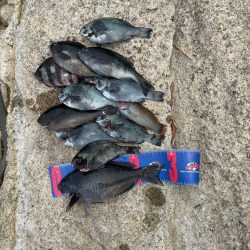 福井市 鷹巣地磯フカセ釣り