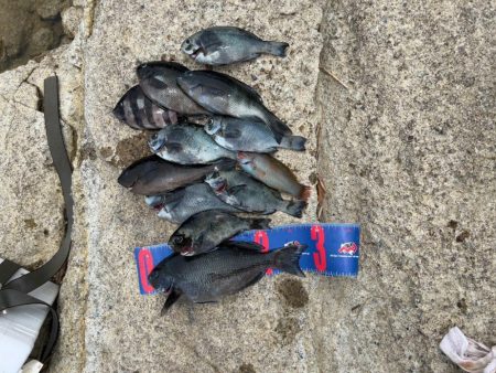 福井市 鷹巣地磯フカセ釣り