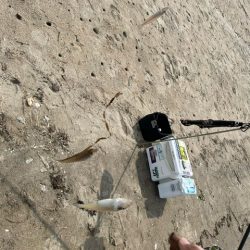 虹ノ松原でキス釣り確認です