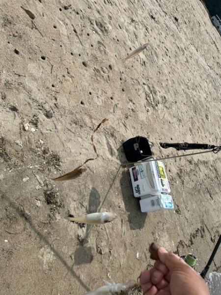 虹ノ松原でキス釣り確認です