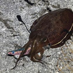 モンゴウイカが爆釣！