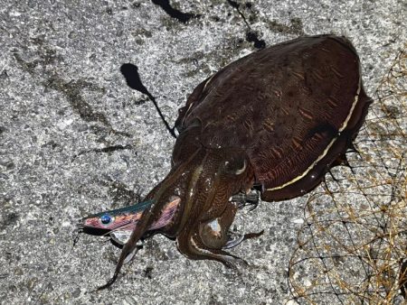 モンゴウイカが爆釣！