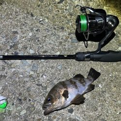 梅雨メバル開幕はまだでした！