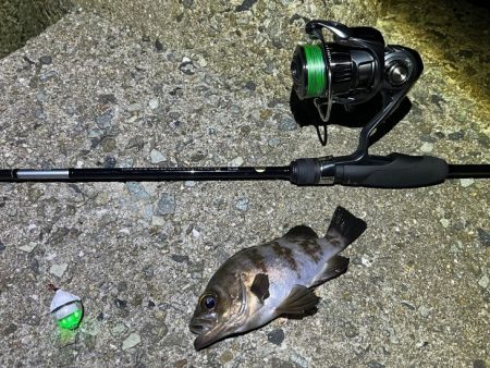 梅雨メバル開幕はまだでした！