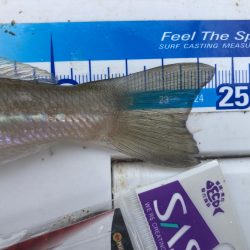 紀東・尾鷲～引本周辺へ大型キス狙い！