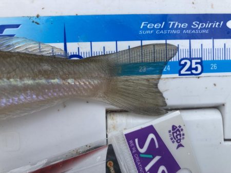 紀東・尾鷲～引本周辺へ大型キス狙い！