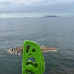 癒されない激渋キス釣り