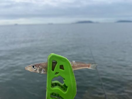 癒されない激渋キス釣り