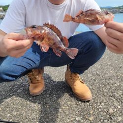 本命不調時は癒しのカサゴちゃん