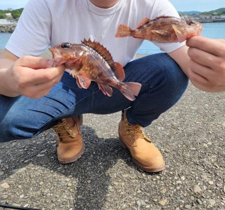 本命不調時は癒しのカサゴちゃん