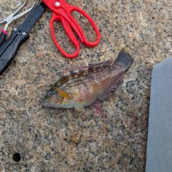 業務スーパーのアサリ