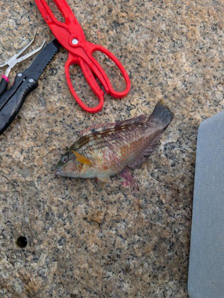 業務スーパーのアサリ