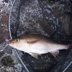 久しぶりの投稿