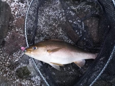 久しぶりの投稿