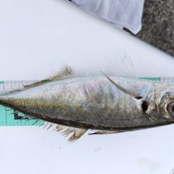 アジを釣りたい!