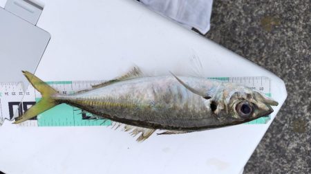 アジを釣りたい!