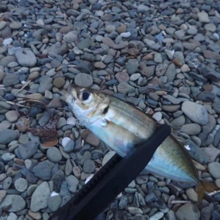 フロートゲーム～