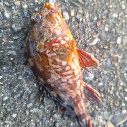 ロックフィッシュ釣行