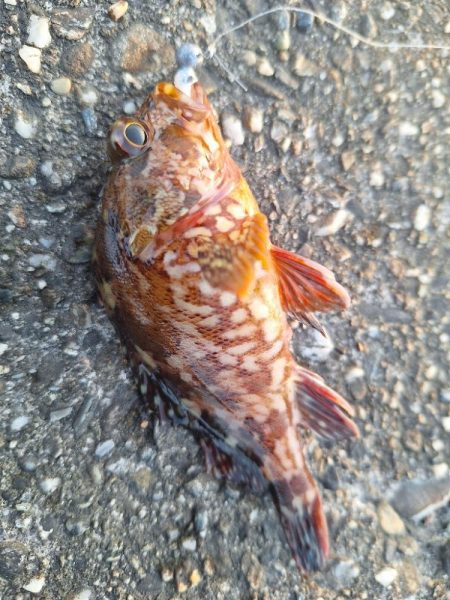 ロックフィッシュ釣行