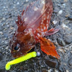 ロックフィッシュ釣行