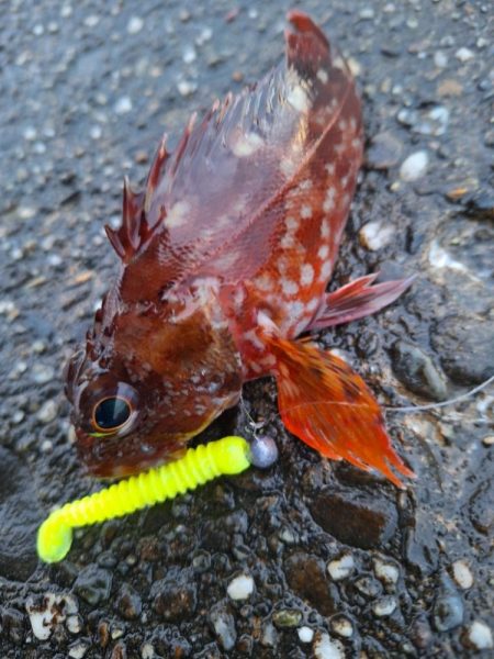 ロックフィッシュ釣行