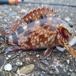 ロックフィッシュ釣行