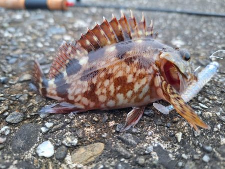 ロックフィッシュ釣行
