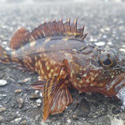 ロックフィッシュ釣行