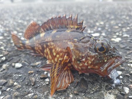 ロックフィッシュ釣行