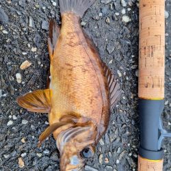 ロックフィッシュ釣行