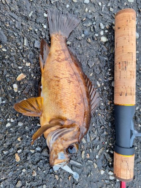 ロックフィッシュ釣行