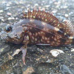 ロックフィッシュ釣行