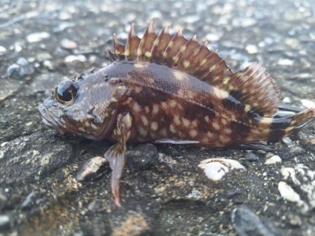 ロックフィッシュ釣行