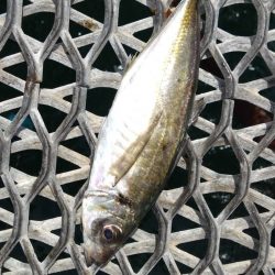 久々の狙いの魚種釣果に笑