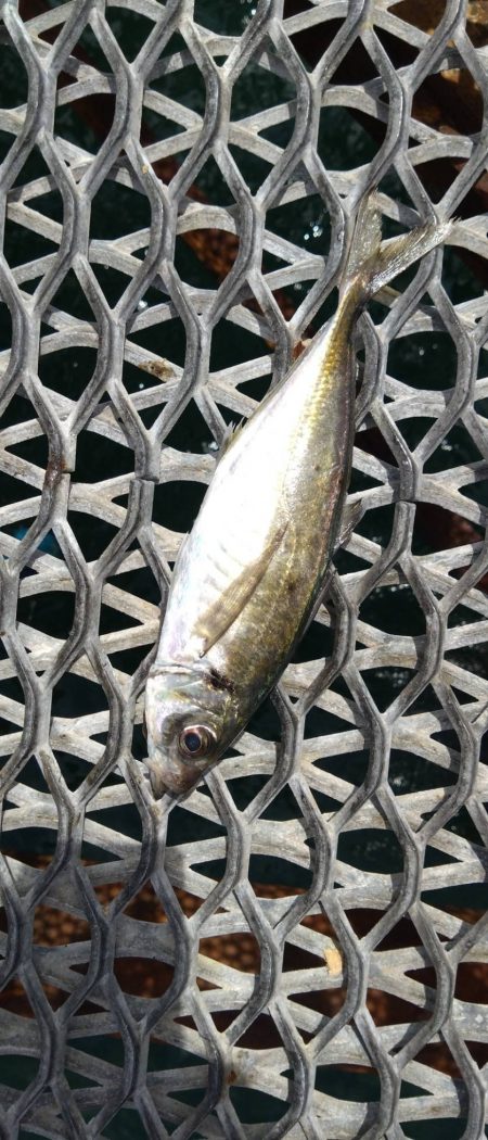 久々の狙いの魚種釣果に笑