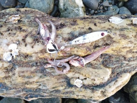 静かな海の中で…