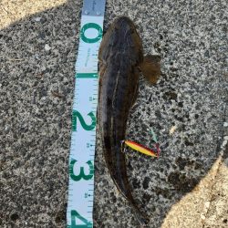 久しぶりのヤーツ！