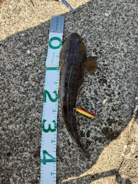 久しぶりのヤーツ！