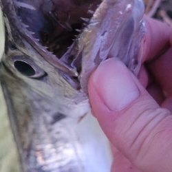 何とか釣れたオフシーズン太刀魚