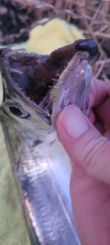何とか釣れたオフシーズン太刀魚