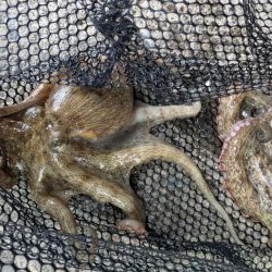 エコ？フィッシング