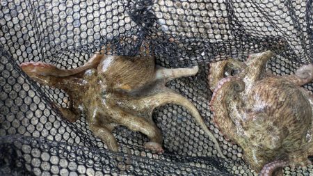 エコ？フィッシング