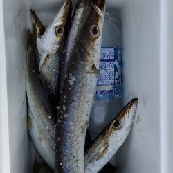 カマス再チャレンジ