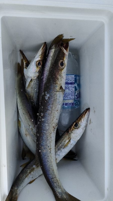 カマス再チャレンジ