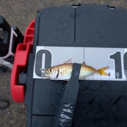 泉大津　アジ釣果