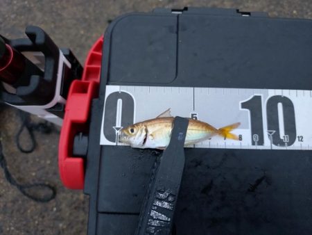 泉大津　アジ釣果