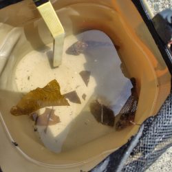 子供達と行くも撃沈