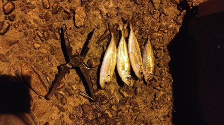 アジ食べたくて