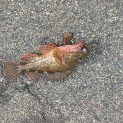 アジ探し@下津周辺